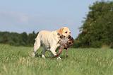 LABRADOR 470